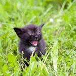 angry-kittens-9