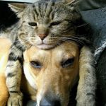 cats-and-dog-bff-05