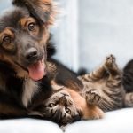 cats-and-dog-bff-07