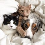 cats-and-dog-bff-08