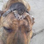 cats-and-dog-bff–09