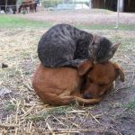 cats-and-dog-bff-10