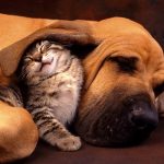 cats-and-dog-bff-11