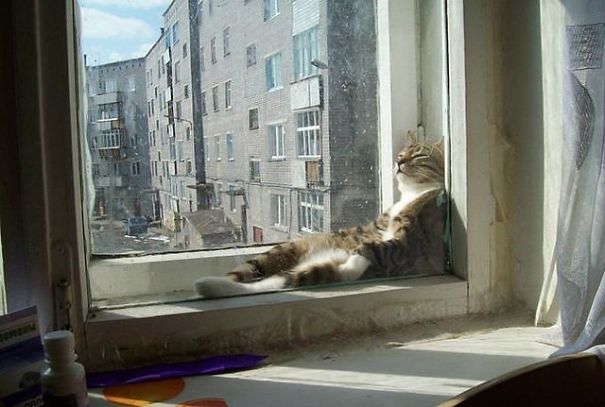 cats-love-sun-more-than-anything-18