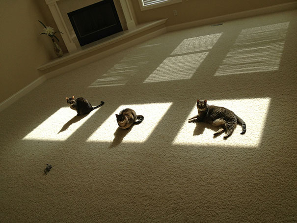 cats-love-sun-more-than-anything-19
