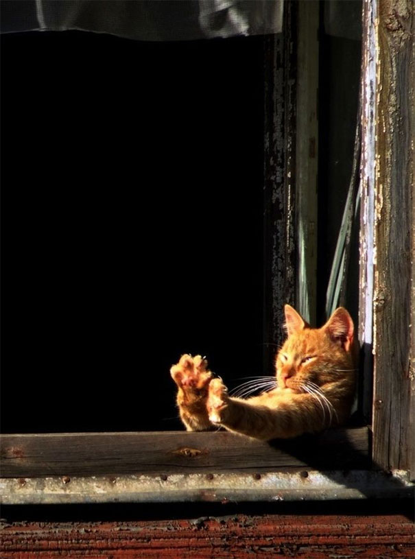 cats-love-sun-more-than-anything-22