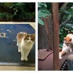 disney-feral-cats-feature