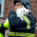 firefighters-rescue-cats-1