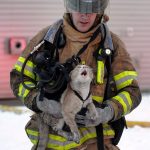 firefighters-rescue-cats-10