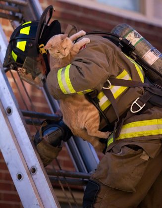 24 Firefighters Who Risked Their Lives To Save Cats | Catlov