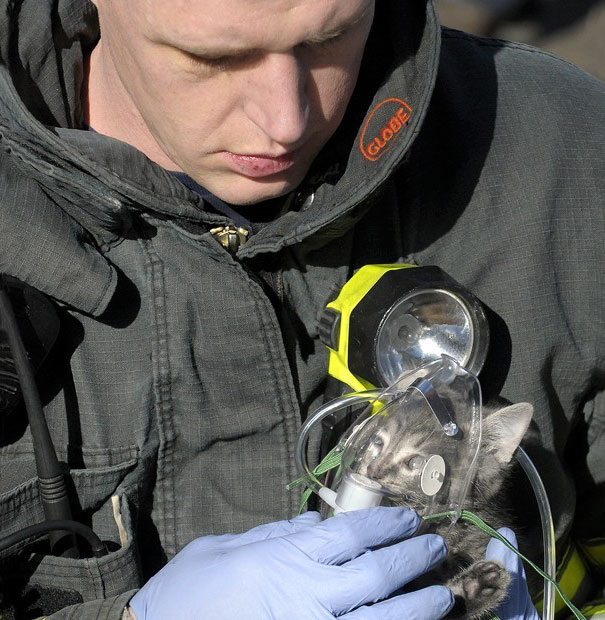 firefighters-rescue-cats-13