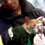 firefighters-rescue-cats-16