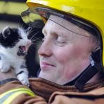 firefighters-rescue-cats-17