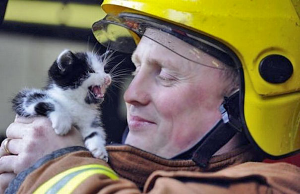 firefighters-rescue-cats-17