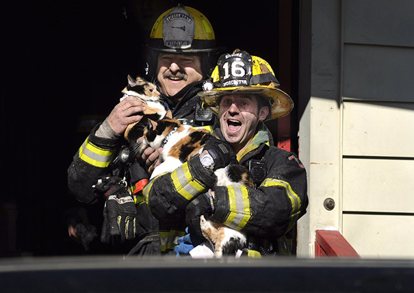 firefighters-rescue-cats-19