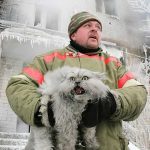 firefighters-rescue-cats-2