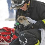 firefighters-rescue-cats-20