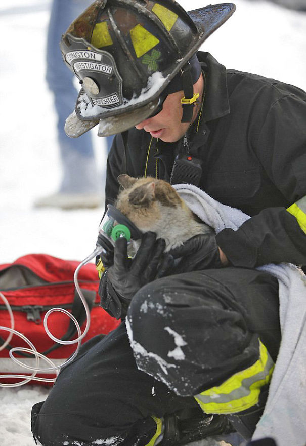 firefighters-rescue-cats-20