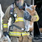 firefighters-rescue-cats-21