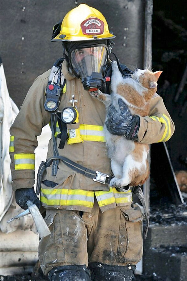 firefighters-rescue-cats-21
