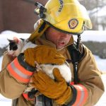 firefighters-rescue-cats-22