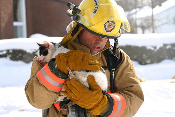 firefighters-rescue-cats-22
