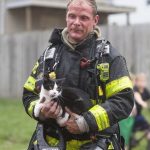 firefighters-rescue-cats-23