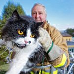 firefighters-rescue-cats-24