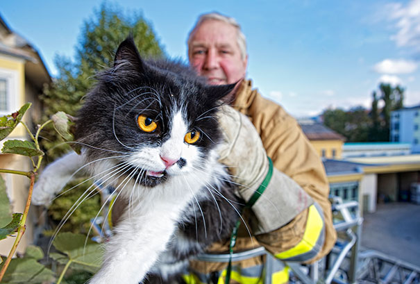 firefighters-rescue-cats-24
