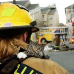 firefighters-rescue-cats-3