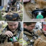 firefighters-rescue-cats-4