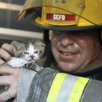 firefighters-rescue-cats-9