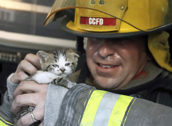 firefighters-rescue-cats-9