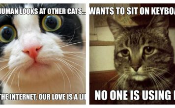 Cats And Their First World Problems…What A Struggle!