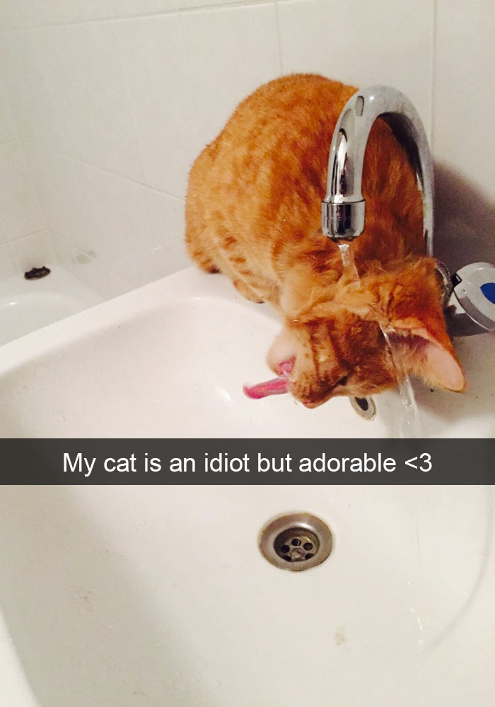 hilarious-cat-snapchats-17
