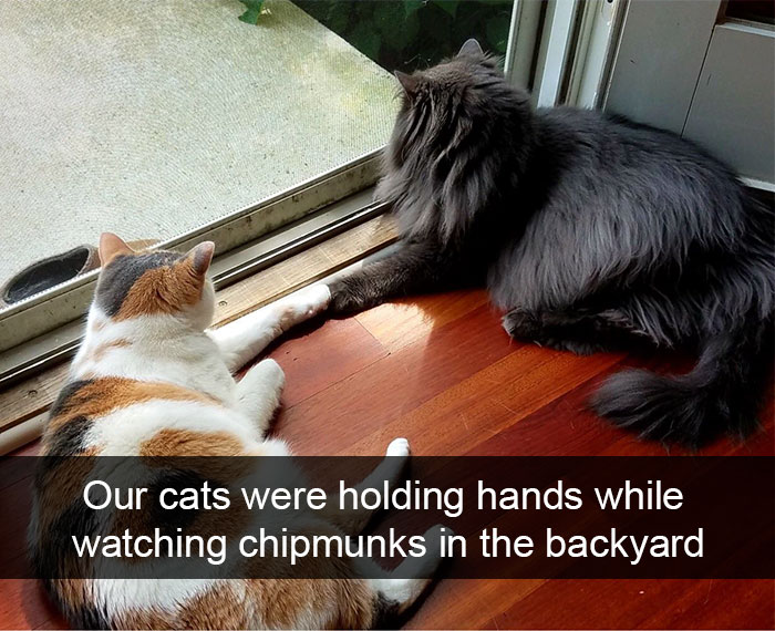 hilarious-cat-snapchats-46