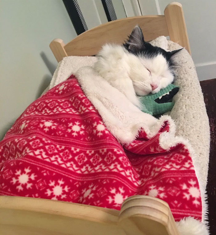 rescue-cat-sleeps-doll-bed-sophie-2