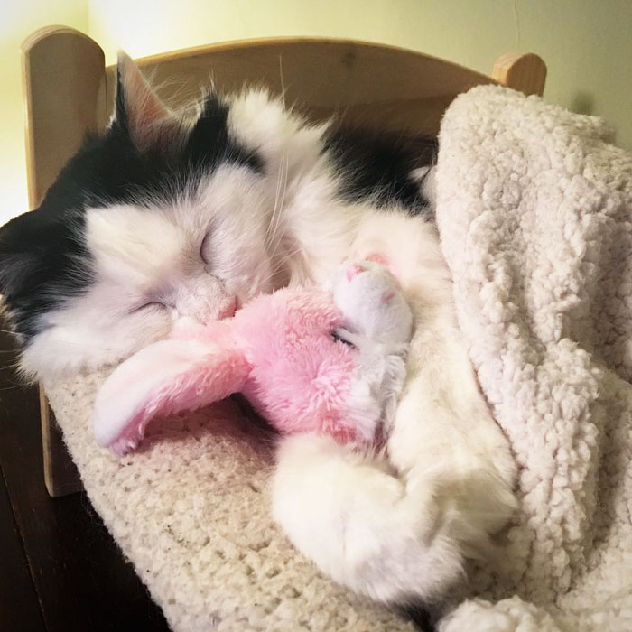 rescue-cat-sleeps-doll-bed-sophie-4