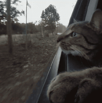 shotgun diamond cat stacks shotgun diamond cat stacks