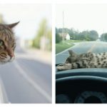 shotgun-cat-feature