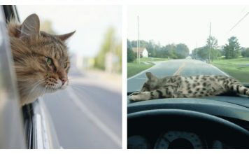 11 Cats Who Prove That They Are The True Kings/Queens Of Driving Shotgun