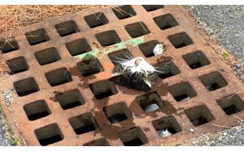 Men Frees Cat That Was Being Strangled By Storm Drain