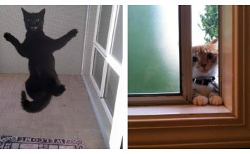 What Your Cat Is Really Thinking When You Keep Them Outside Of Your House…