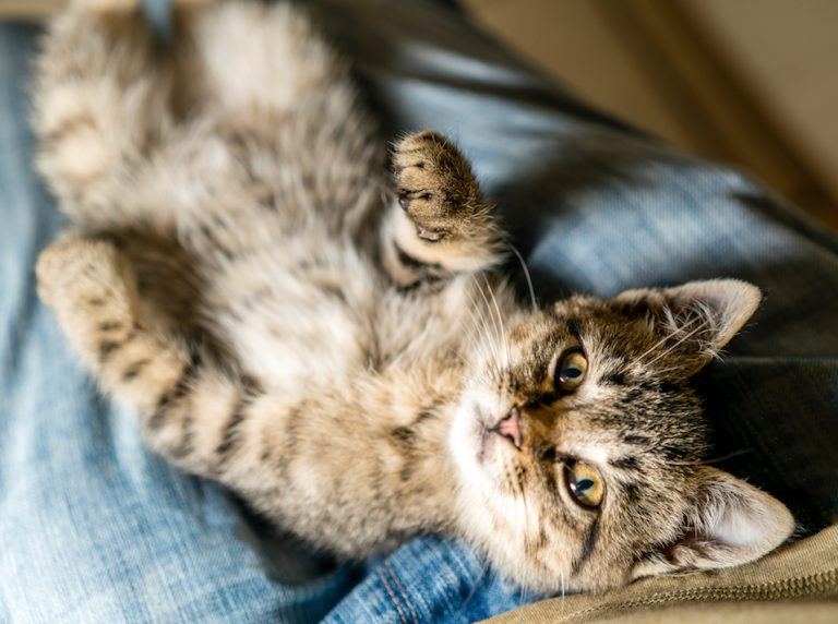 https17 surprising ways your cat tells you i love you