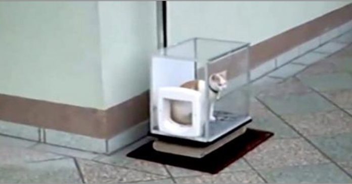 Featured-Cat-Elevator-FB