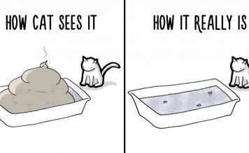 Your Cat Has Written You A Letter, And You Must Read It