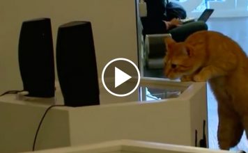 These Cats Respond To Music Remixed From Their Own Purrs