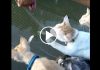 Man Takes His Cats Fishing With Him