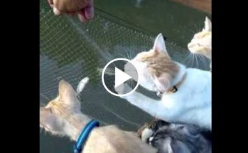 Man Takes His Cats Fishing With Him