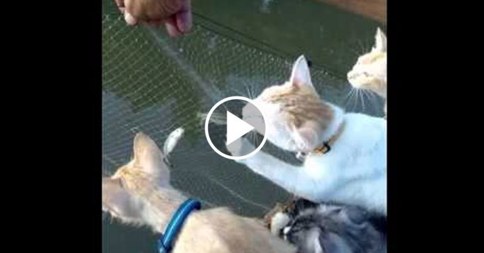 Featured-Cats-Fishing-FB